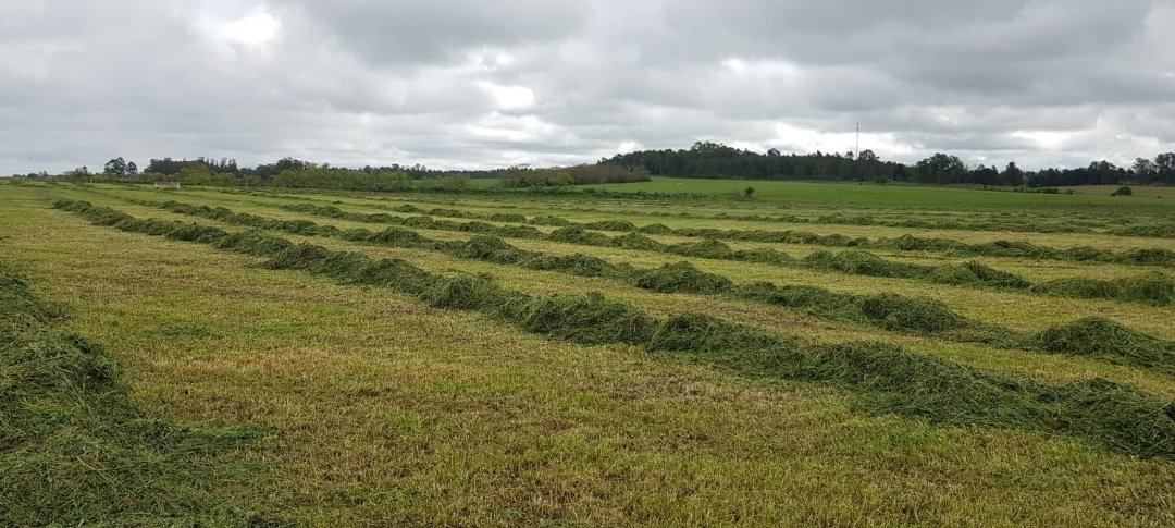 PolachoApolant's tweet photo. A fin de Julio se aplicó N en las praderas para #adelantar la #primavera. Se comió ese pasto en un momento clave. Ahora primavera sobra pasto y se cortó esta PP2 de festuca Taita+TB Apolo+TRojo para #Silopack.12 silopack/ha de 450kg (5400kg de pasto) 3300kgMS/ha Aprox.
@GentosUy https://t.co/uHAS3JhZ0W