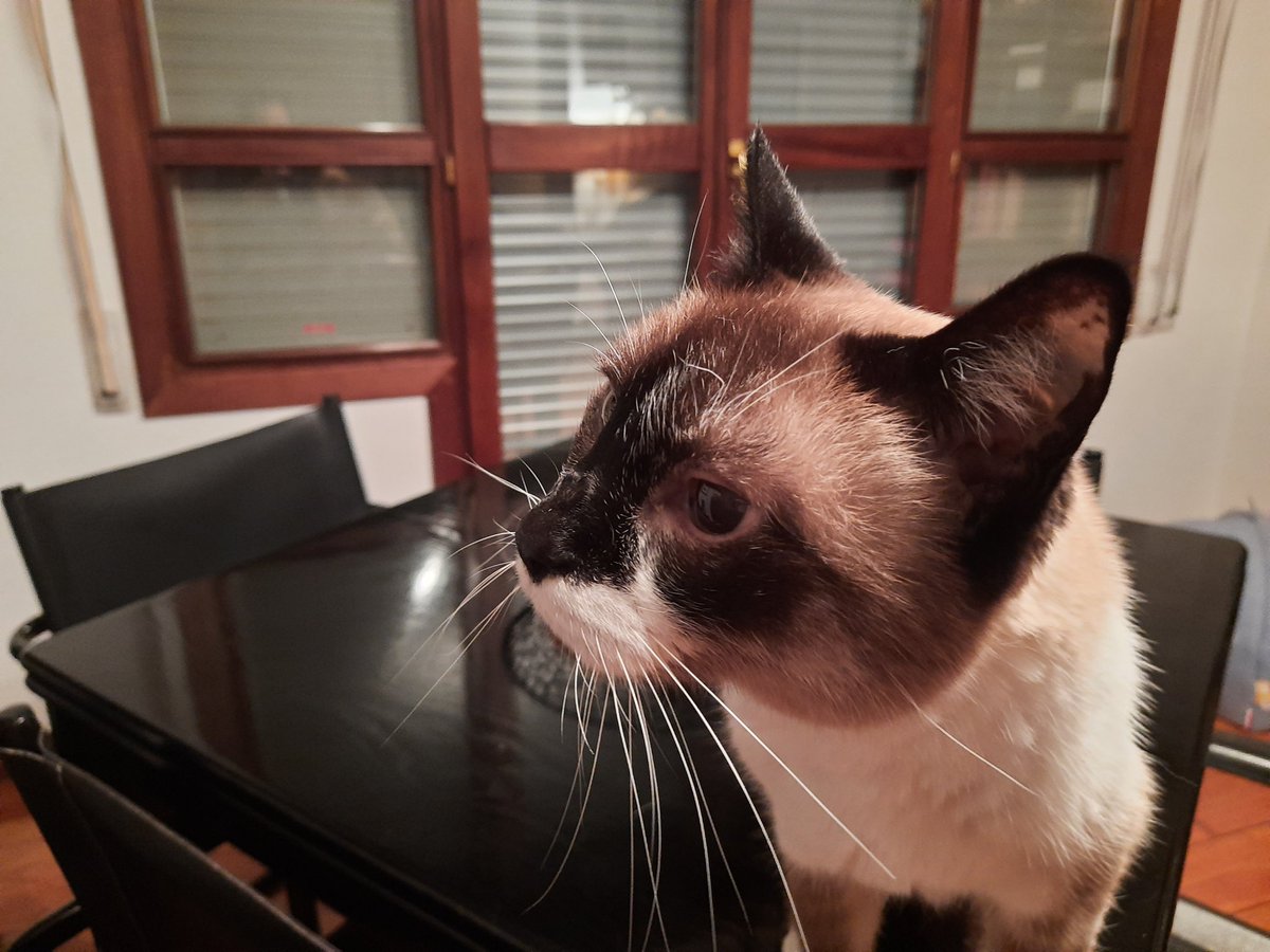 Más de 20 años compartiendo nuestras vidas!! Tu presencia siempre fue alegre, revoltosa, hiperactiva y siempre siempre amorosa, por eso hoy tu ausencia hace tanto daño !!