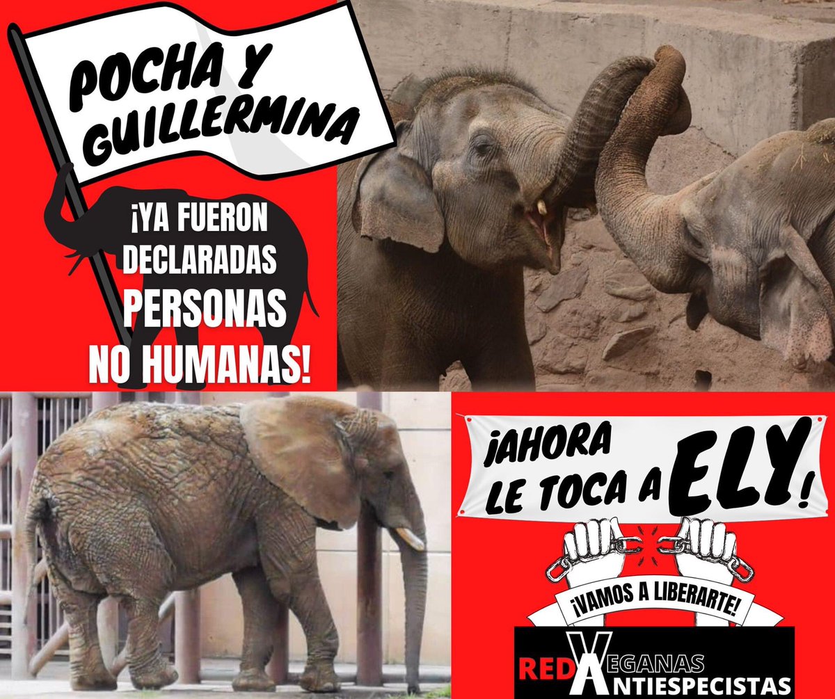 _LilianaFelipe's tweet photo. #UnaEsperanzaParaEly #LiberenAEly   @DerechosVa @AmigosDeEly https://t.co/t7blHqkkXx