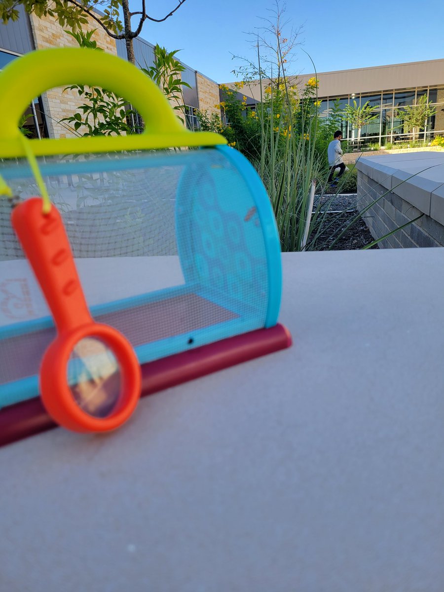 SMCISD_Rod's tweet photo. Friday Morning bug 🐛 hunt for a motor break! Nothing like a morning hunt to keep the brain 🧠 fed! #futurezoologist #theknightway @SanMarcosCISD @GrantMuseum @ZOO @houstonzoo https://t.co/AShba6mzwC