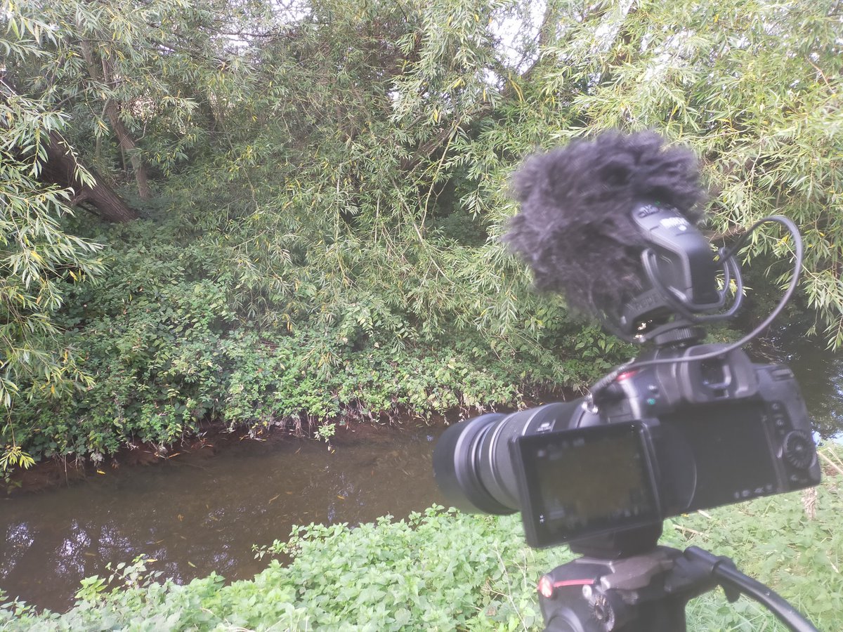 JackPerksPhoto's tweet photo. Had a great day filming for @BBCSpringwatch feeling very autumnal and great to get into some local rivers filming coarse fish for a segment. #autumnwatch #freshwaterfish #wildlifefilmaking https://t.co/6kfgrUVeib