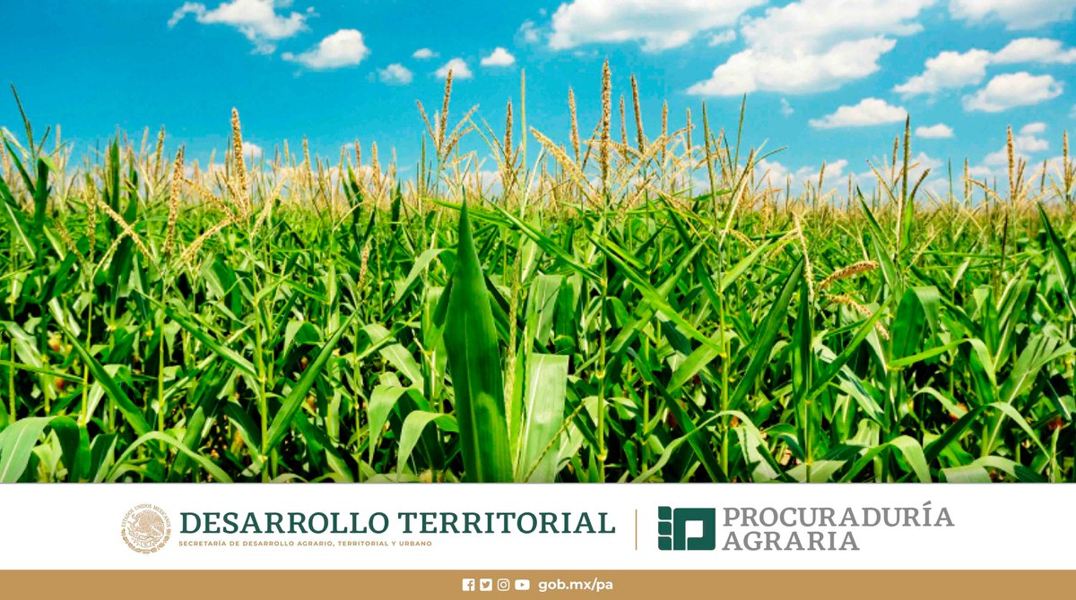 PAgraria's tweet photo. #CosechandoMetas🚜🏁
Contra #Glifosato🥀🥊
Desde el mes de octubre de 2020, la #ProcuraduríaAgraria💚 forma parte del Comité Directivo del Grupo Intersecretarial de Salud, Alimentación, Medio Ambiente y Competitividad, #GISAMAC, la agrupación que erradicará el uso del glifosato. https://t.co/EM0DgwKiDV