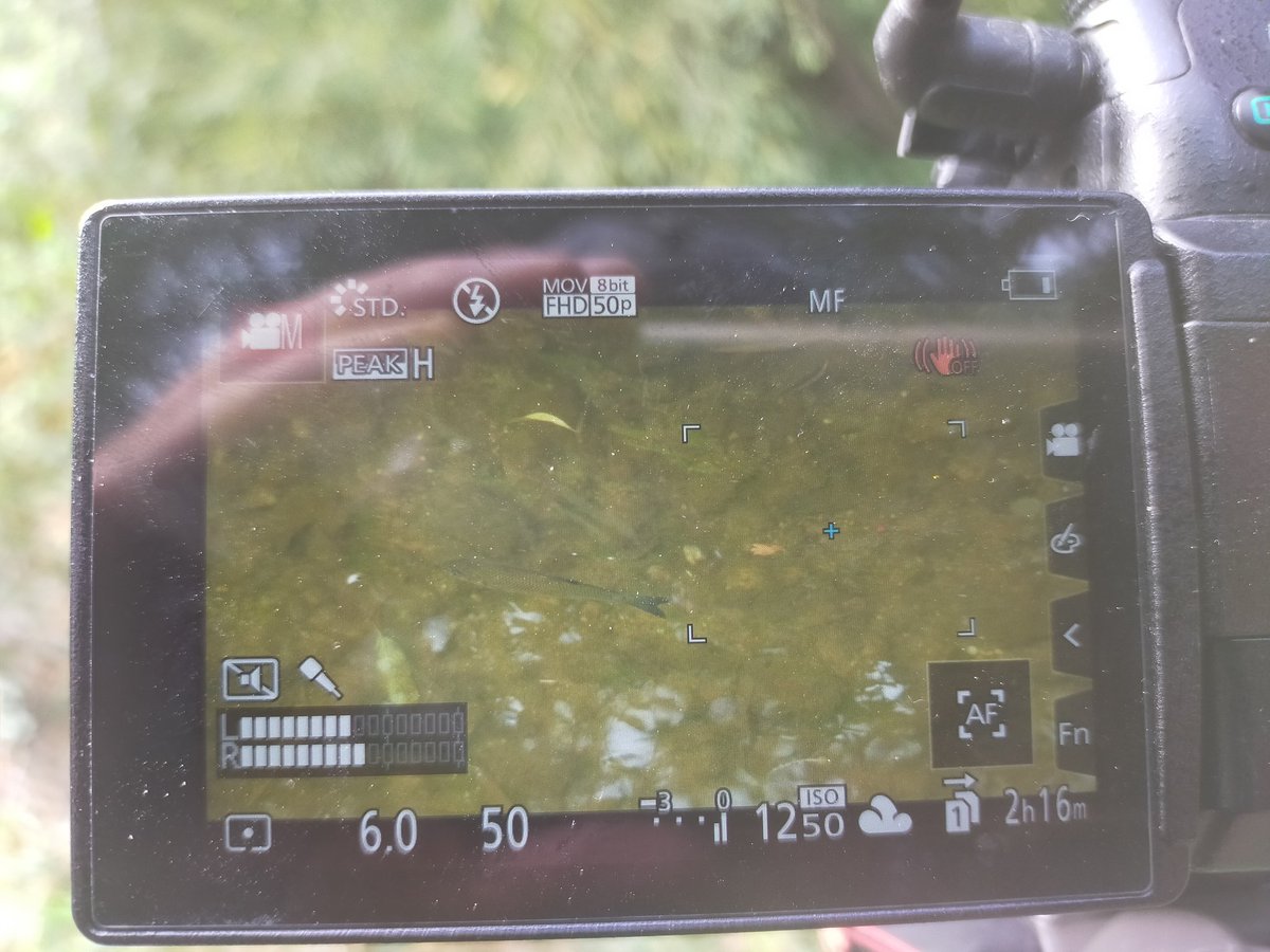 JackPerksPhoto's tweet photo. Had a great day filming for @BBCSpringwatch feeling very autumnal and great to get into some local rivers filming coarse fish for a segment. #autumnwatch #freshwaterfish #wildlifefilmaking https://t.co/6kfgrUVeib