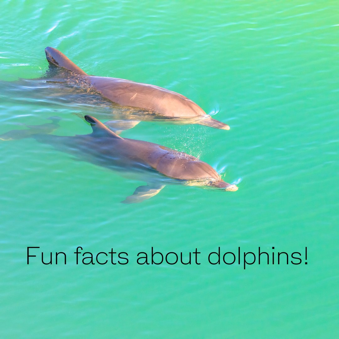 1. The nature of the dolphins to stick with their mothers for a long time before they leave their pack. Some stay with their mothers for up to 8 years!
2.  The average lifespan of a dolphin is 17 years, some can even live up to 50 years!
#dolphins #napleslifestylegroup