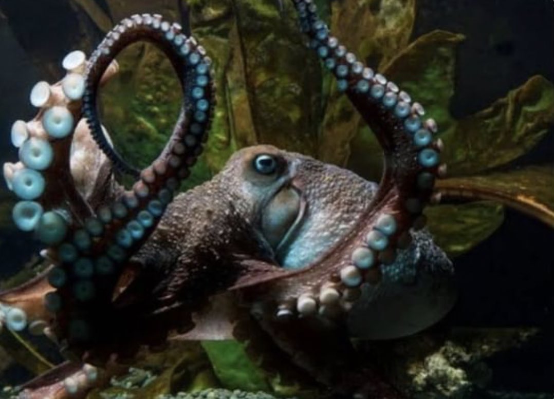 cronopiatw's tweet photo. En 2016, Inky el pulpo, escapó del acuario nacional de Nueva Zelanda. Quitó la tapa de su estanque, se arrastró por el suelo, metiéndose en una tubería súper estrecha que había en el lugar, y finalmente escapó al Océano https://t.co/eWhDREOYza