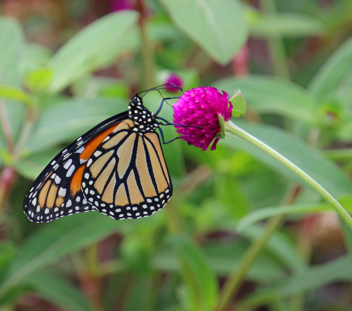 papio_pete's tweet photo. Come to the @papillion150 Butterfly &amp; Pollinator Garden just north of Veterans Park today at 3pm for the dedication of the garden and unveiling of a fantastic new butterfly sculpture! Plus, I'll be there! 🦋 https://t.co/cDyhqxG3nR
