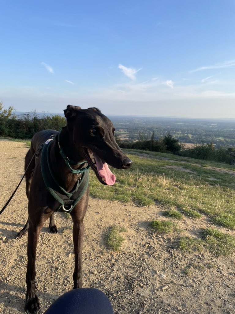 Leaving dog with parents so we can go away for mini break and spend our time looking at pictures and videos of our dog…