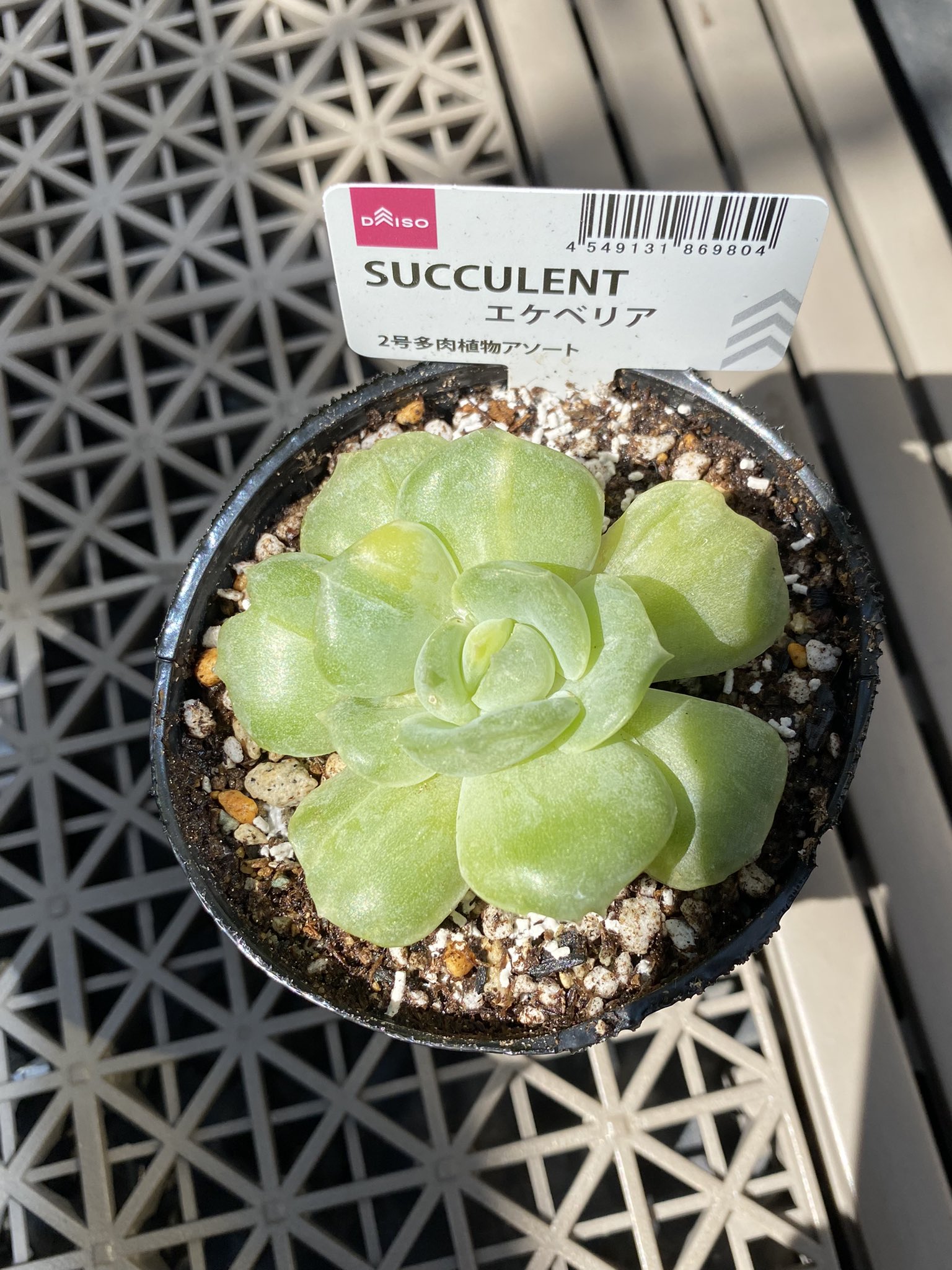 専用‼︎多肉植物^o^  モリモリ❣️マッコス 専用‼︎多肉植物^o^ モリモリ❣️マッコス