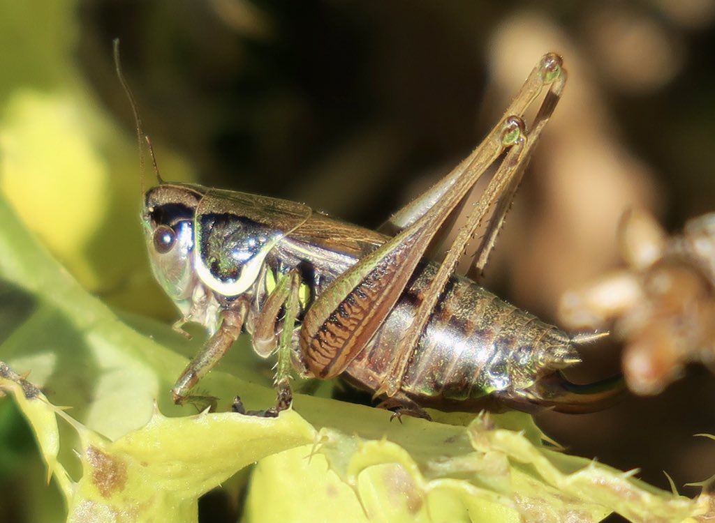 Roesel's bush-cricket I do believe at Badbury Rings today.