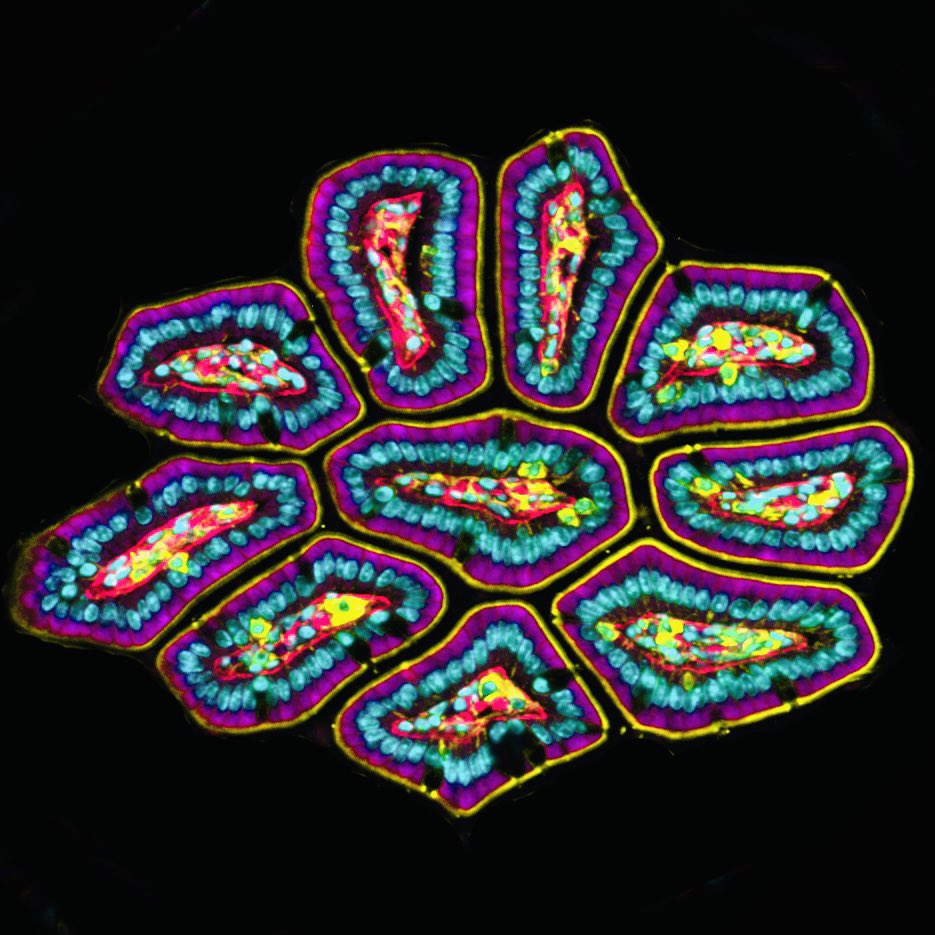 For #FluorescenceFriday intestinal villi in the shape of a flower. I love the organization of the intestine 🤩 #mircoscopy #bioart #sciart