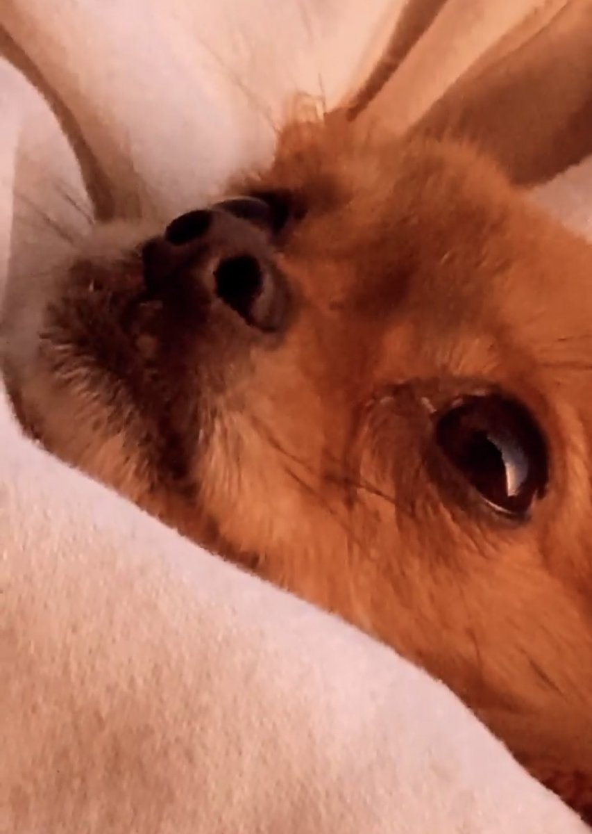 anem yürüyüşe diye çıkarıp beş şehir gezdirince benim sifadul havgal