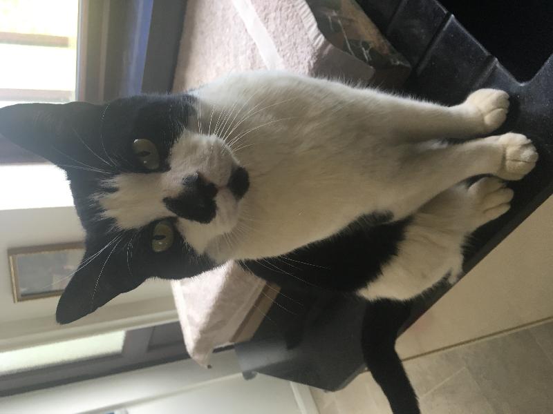 cutecatslost's tweet photo. Lost: Felix lives in Senwick Drive, Wellingborough,... | NN8 1RX  | https://t.co/j5fvAu5t1U #lostcats #ccl https://t.co/p97sIIlftt