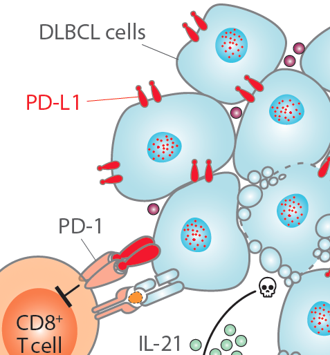 Roa_Lab's tweet photo. Check out our latest Review in @Cancers_MDPI. 
Our group aims to better understand "The PD-1/PD-L1 Checkpoint in Normal Germinal Centers and Diffuse Large B-Cell Lymphomas" 
https://t.co/babCZL473b @unav @cienciasunav @CIMA_unav https://t.co/RqjKUCQBOc