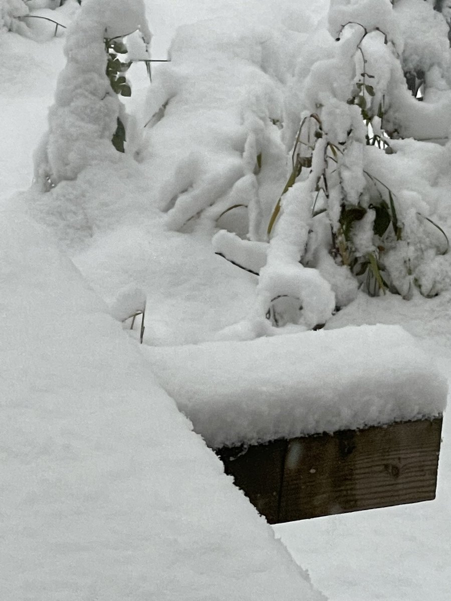 LeoJessiey's tweet photo. 2” in about 2 hours. Under tree. 4” out in open. Don’t forget to follow me. I follow back.
#jessiey #docjessiey #photography #WildlifePictures #NaturePictures #nature #wildlife #alaska #jmstudios #natgeo #Discovery #Travel #PhotoArt
https://t.co/rLil7hIpyQ https://t.co/9qQ6grxyzw