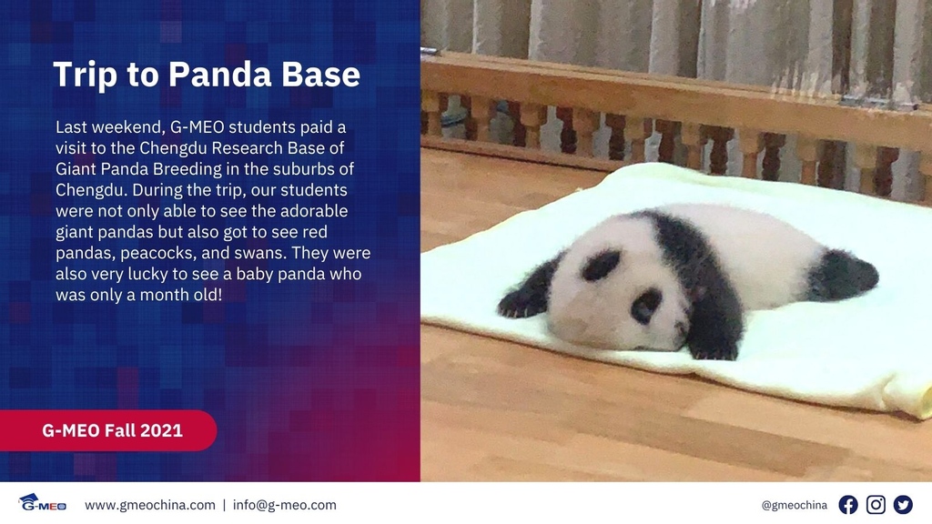 Just can't say no to cute panda baby! 

#pandabase #culturaltrips #fall2021 #studentactivities #studyabroad #travelplan #traveltochina #studyabroadinchina #studyinchina #chengdu #pandababy