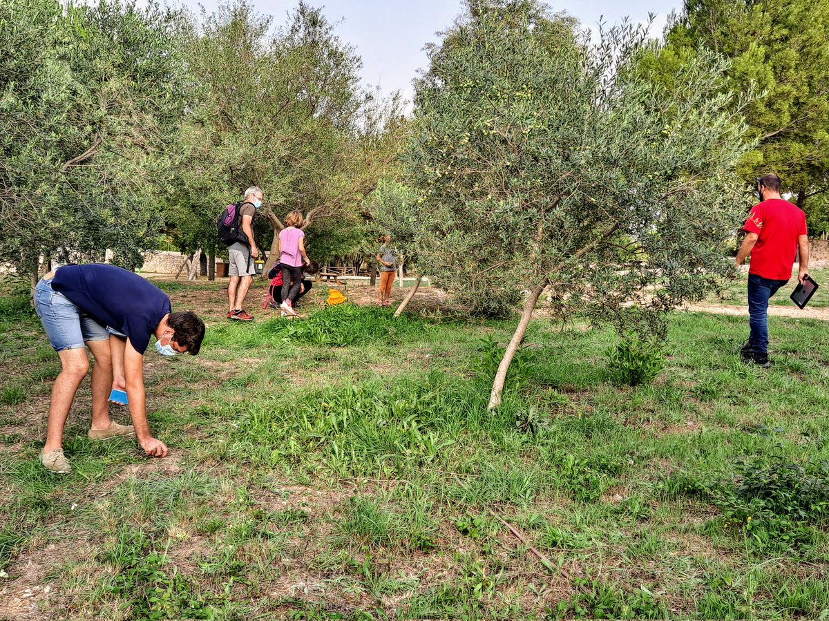 HELENACAYETANO's tweet photo. 🕷🐜🌿🌱 Safari de biodiversitat, una experiència per conèixer la #biodiversitat del parc del Serral de les Monges a Inca, un dels espais verds més importants de la ciutat.
@BiodiBal_UIB.
#NitRecerca2021 https://t.co/ohjB7HJcE4