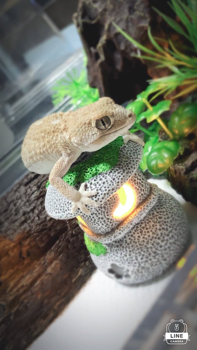 MWAM307's tweet photo. @dendronagoya @cagestudy @td9977i4k @DeuReptiles @repfeedjapan @ReptileKingdom4 @aririn_leopa ＃撮り２０２１その他ゲッコー
我が家のヘルメットゲッコーちゃん❣️ https://t.co/DGgMkHwVOt