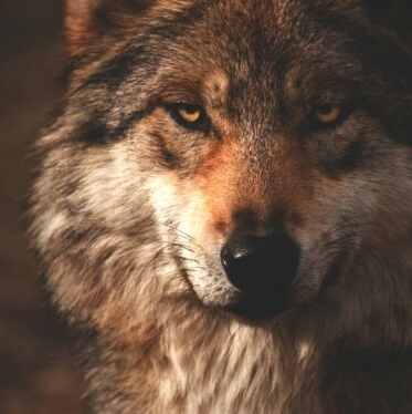 lonewolfpackco's tweet photo. The fears we don't want to face will become our limits. Facing those fears can be terrifying, but please don't let that stop you. 🐺

https://t.co/WmnNqCdZXg #thelonewolfpack #lonewolf #mentalhealth #mentalhealthawareness https://t.co/rNwR0UvRqz