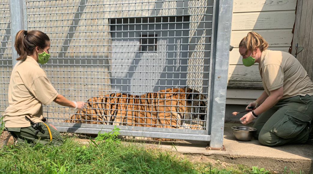 1respondertech's tweet photo. Zoo New England has started vaccinating their animals against COVID-19. Primates, large cats such as lions, tigers, and snow leopards, otters, and ferrets are among the animals being vaccinated. https://t.co/L94bgZLksp https://t.co/P9GbgWV4Zn