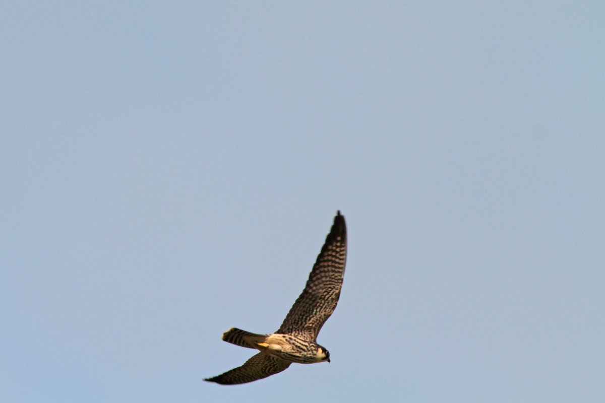 HenryStanier's tweet photo. A stunning day @GreatFen, with many #dragonflies on the wing, including #CommonDarters and #MigrantHawkers. They were attracting the #raptors at #RymesReedbed. There were great views from @WildlifeBCN #TrundleMereLookout, of two #Hobbies, soaring and diving upon their prey. https://t.co/iAvr1NJAeo