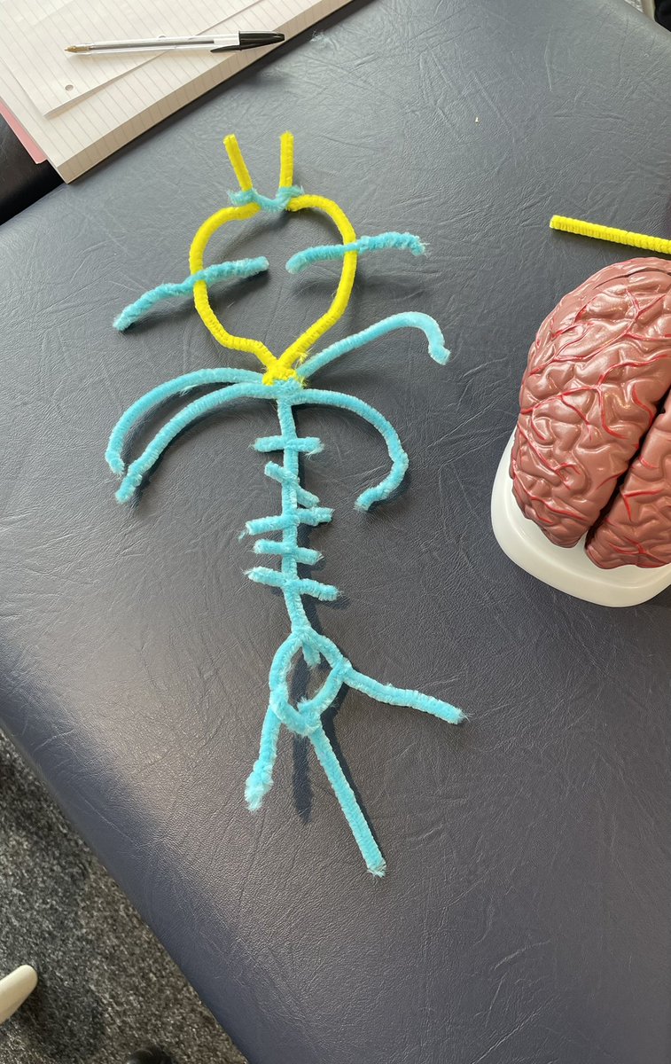 RachelMorrisLo1's tweet photo. First face to face neuro session for @UniNhantsPhysio Sep21 cohort. Bringing neuro anatomy to life, getting creative #playdoh #acting #drawing all in the aid of #neurons #circleofwillis #neuroplasticity #clinicalapplication https://t.co/WnJEsW6vJi