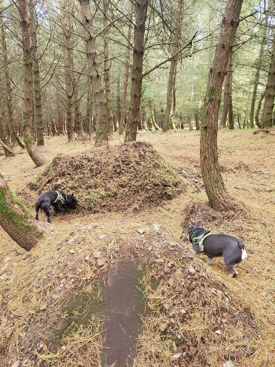 HC_Headteacher's tweet image. What have my learners been up to on their first day of the long weekend? After a morning of catching up with some of my colleagues and parents, I took to the hills with my two 'Frenchies', Bowie and Ozzie! #timewithfamily #hamiltoncollegefamily