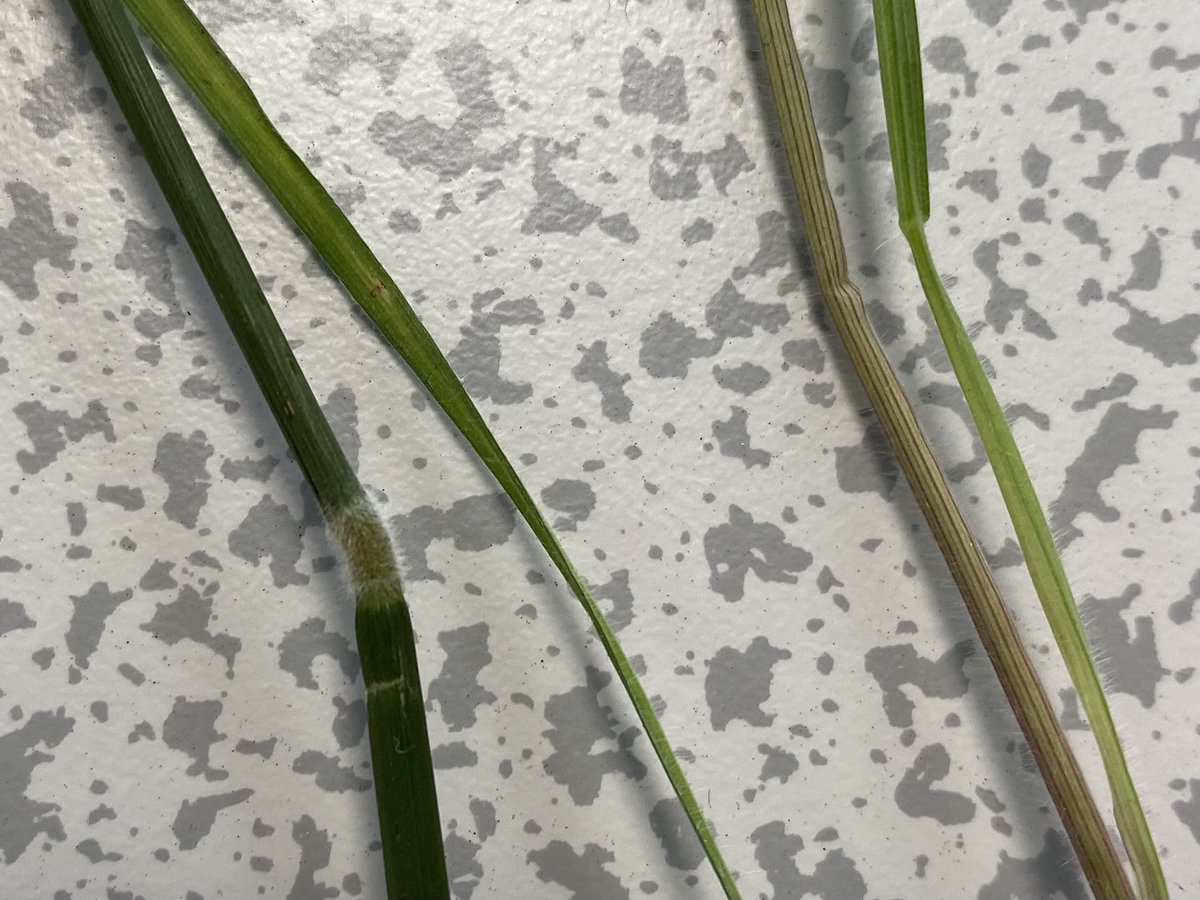 Watts_SH's tweet photo. “Do you have striped pyjamas or hairy knees?” 🤔
…was the question I’ve been asking students in Habitat Management & Restoration @StirBES. Grass enthusiasts will know what I’m talking about! Great to be back doing some face to face #teaching in #plantID.
#Holcus #identification https://t.co/Cju80JFYdE