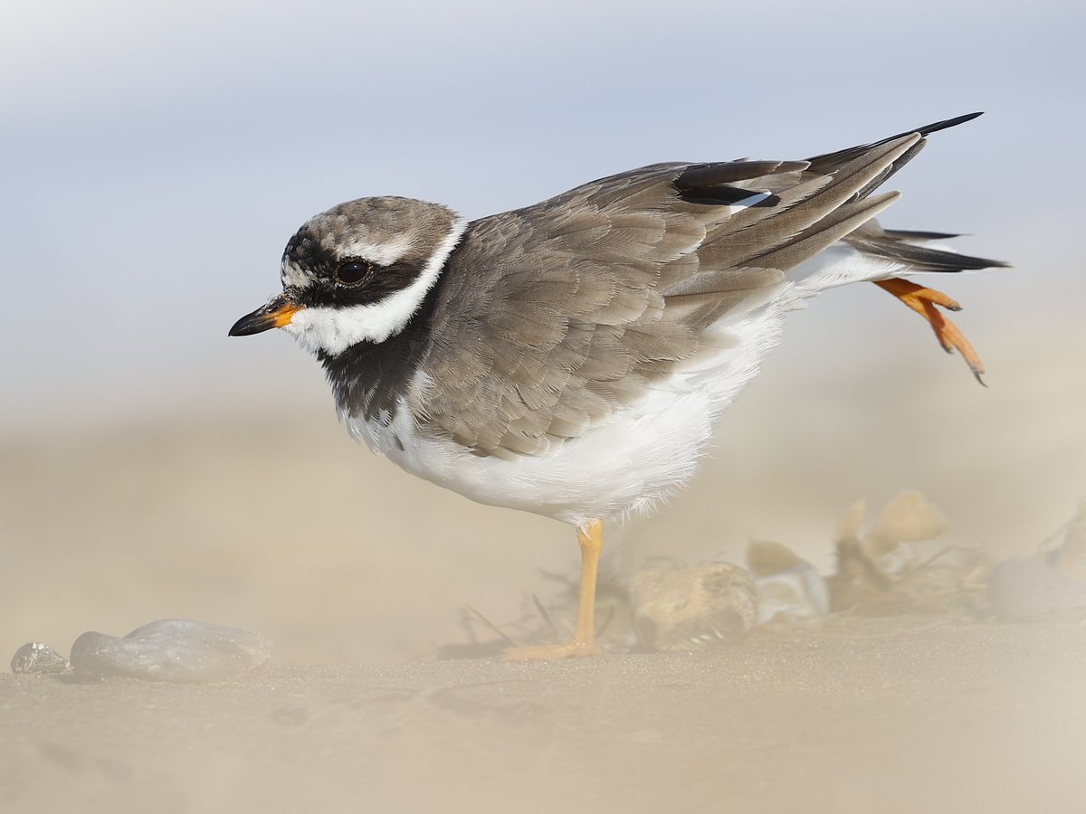 Ringed Plover having a little stretch. Hunstanton beach, Norfolk.
<a href="/NorfolkWT/">Norfolk Wildlife Trust</a> <a href="/Natures_Voice/">RSPB</a>