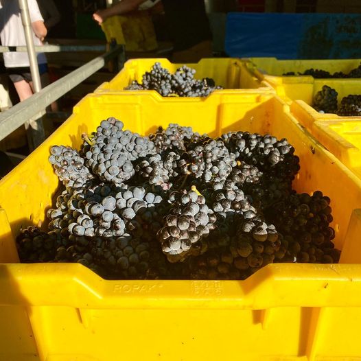What harvest in Somewhereness looks like. 👀 🍇 🍷  

Pinot Noir coming in at #@FlatrockCellars .

#DiscoverSomewhereness #harvest2021 #crush2021 #vintage2021 #terroir #Wine