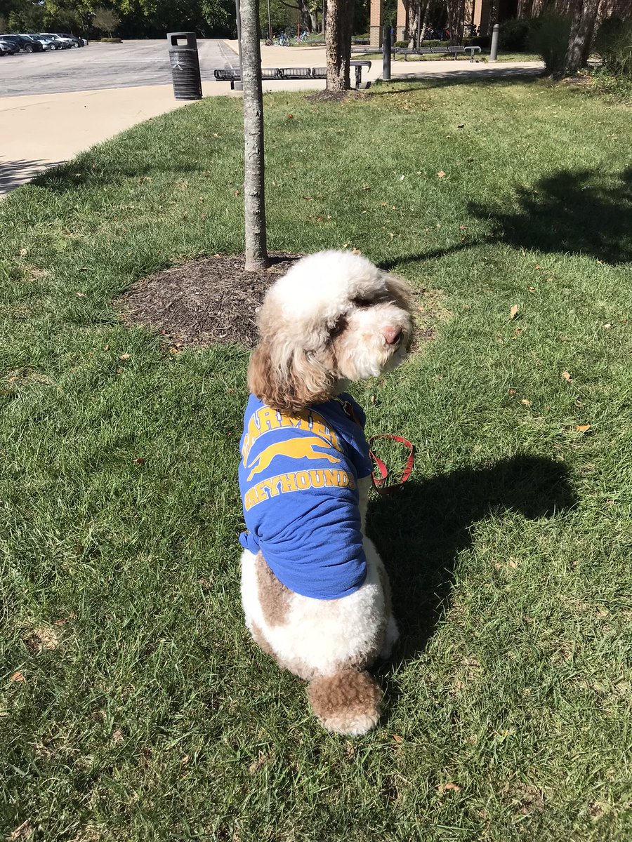 Ready for some football 🏈! Let’s go Greyhounds 📣! <a href="/myccs/">Carmel Clay Schools</a> <a href="/ClayTrojans/">Clay Middle School</a> #hoco2021