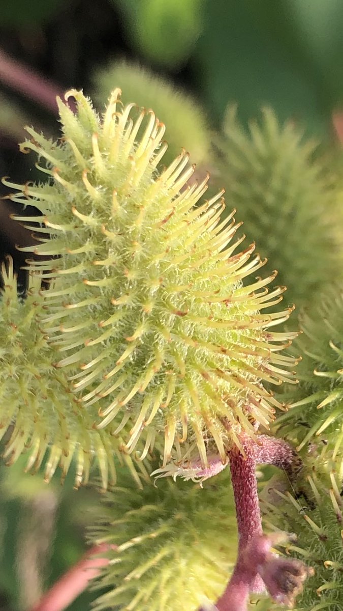 TeiaG2012's tweet photo. Les espines acabades en ganxo dels fruits de #Xanthium strumarium la inspiració per idear el #velcro. #cocklebur https://t.co/11dr9wx80r