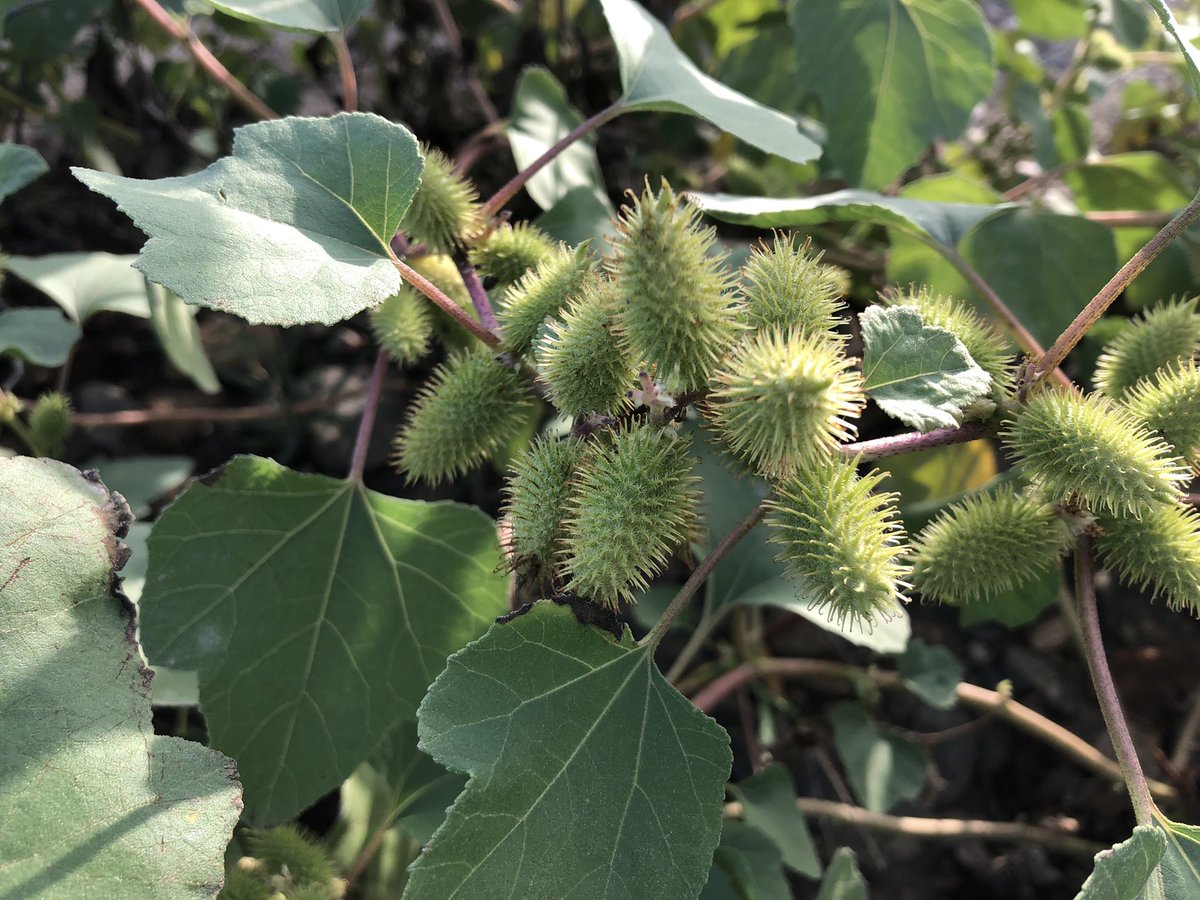 TeiaG2012's tweet photo. Les espines acabades en ganxo dels fruits de #Xanthium strumarium la inspiració per idear el #velcro. #cocklebur https://t.co/11dr9wx80r