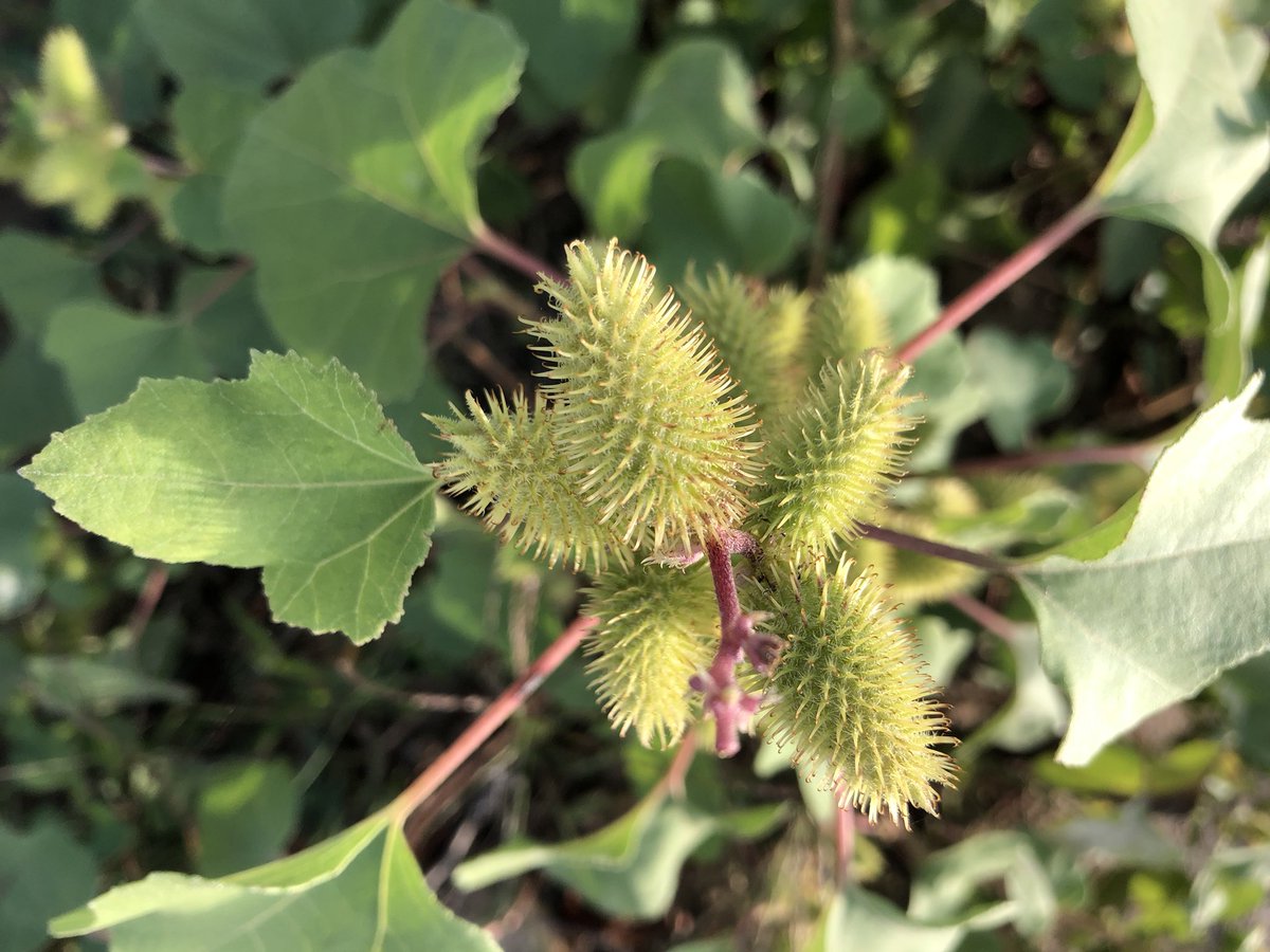 TeiaG2012's tweet photo. Les espines acabades en ganxo dels fruits de #Xanthium strumarium la inspiració per idear el #velcro. #cocklebur https://t.co/11dr9wx80r