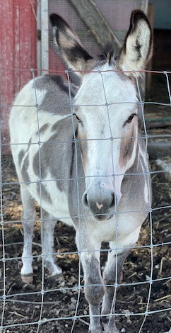 Happy Fri-bray, everyone! This is Rosie. I met her during my travels today. Cobe would definitely be smitten.