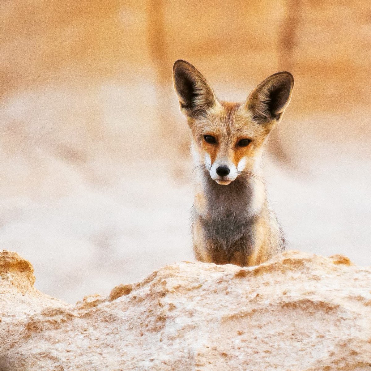 oman_infocus's tweet photo. The Arabian Red Fox is a sub-species of the red fox, native to the Arabian Peninsula. They can be found in the Dhofar and Hajar mountains in Oman. The Arabian Red Fox is distinguished from their Red Fox cousins by their larger ears and smaller bodies. 
 #redfox #cute #fluffy https://t.co/RwdQuwPGrL