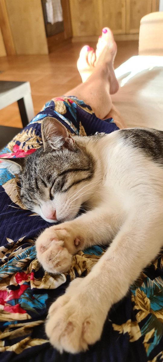lizzyprose's tweet photo. @PickliciousF Kalispera Miss Pickle ๐
I'm cuddling with mummy who rescued me from the port of kalamata. There were so many of us๐ข
Love ๐
#Olly
#AgiosNikolaos ๐ฌ๐ท
#Adpotion https://t.co/XwGfPHDqTf
