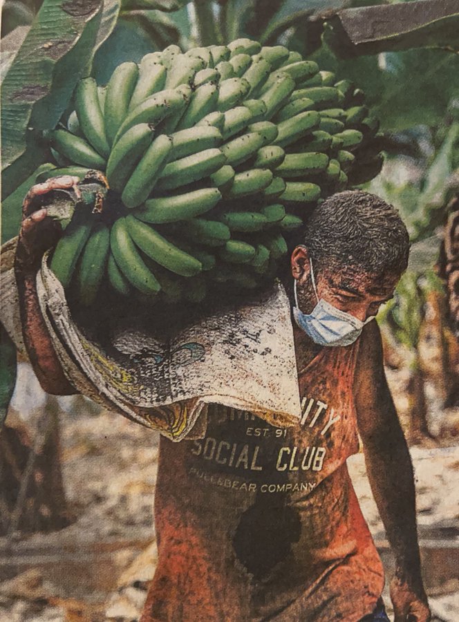 lopedevegac's tweet photo. ¿Por qué consumir plátano de Canarias y no esas insípidas bananas del extranjero?

Pues primero y como siempre porque saben muchísimo mejor, porque vienen de mucho más cerca y maduran en la planta, porque ayuda a nuestra economía y además, ahora, por esto 📷🌋🇮🇨💪👇 https://t.co/e9ZWCoCZ6q