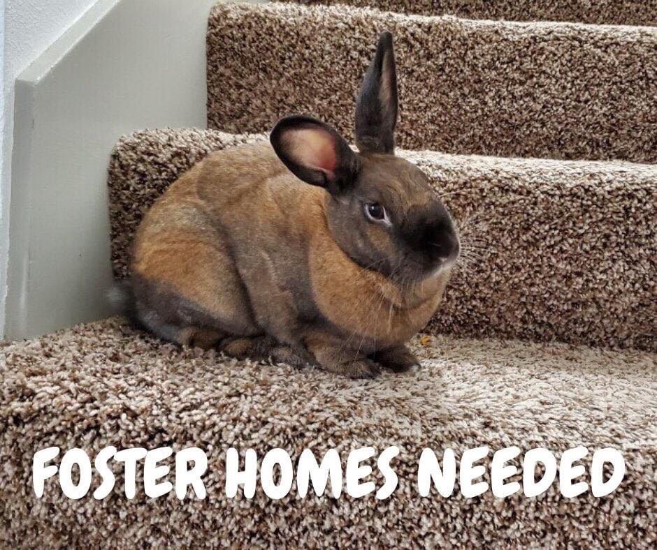 BunnyBrigade's tweet photo. With homeless #bunnies constantly coming into the shelter, we are running out of space and are in need of more #fosterhomes. We provide all the supplies, you provide the #love. 
If you are interested, please email us at vcasbunnybrigade@gmail.com.

#fosteringsaveslives https://t.co/pPqeCLKUj3