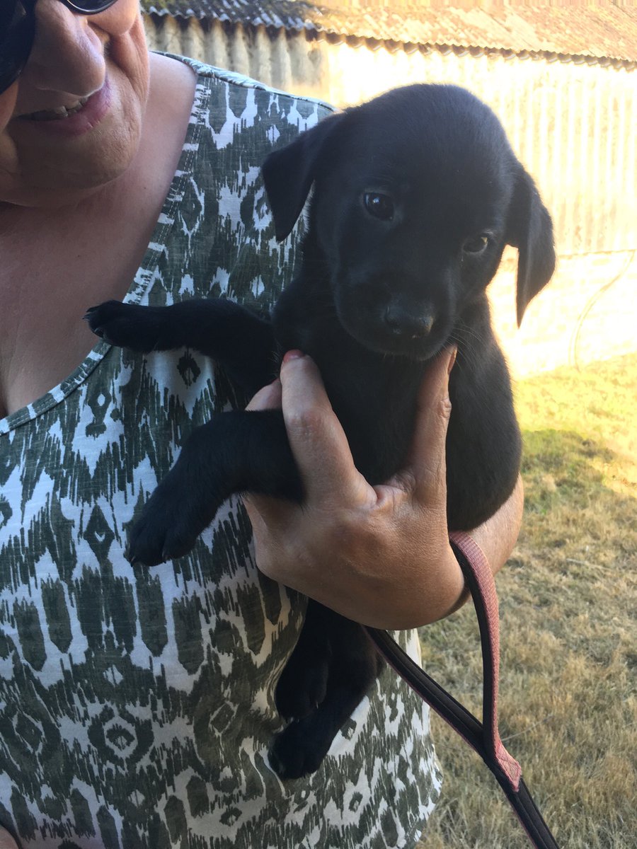 johnsonmahj's tweet photo. Lovely, lovely day 2/3

Time with Polly who will be joining the household once she’s been baptised. (Only joking.) https://t.co/u0mehUs1j7