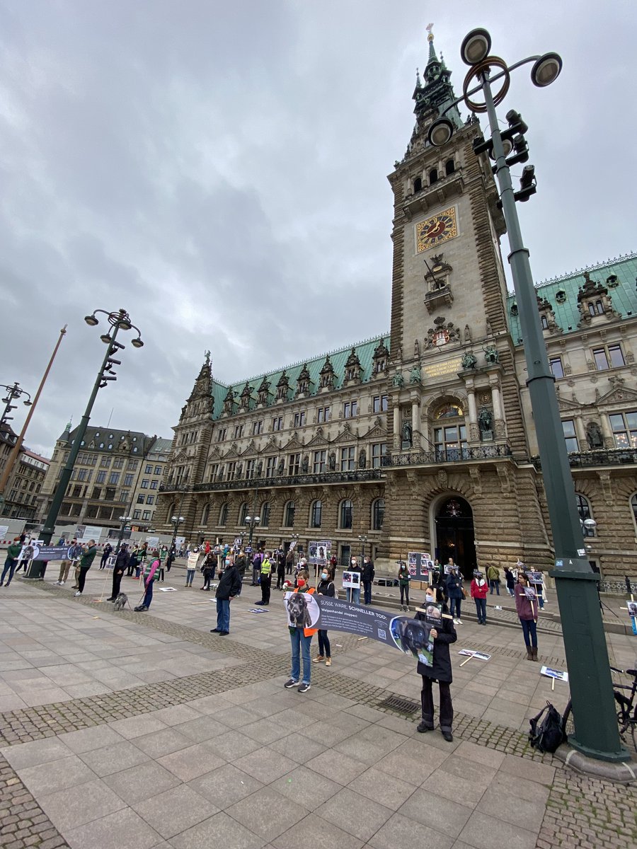 DeineTierwelt's tweet photo. Illegalen #Welpenhandel beenden: Der Hamburger Tierschutzverein lud heute zur #Mahnwache vor dem Rathaus in #Hamburg. Mehr Impressionen gibt’s auf unserem Instagram-Account: https://t.co/tK9GYaIAM7 https://t.co/xuRDd8qOLy