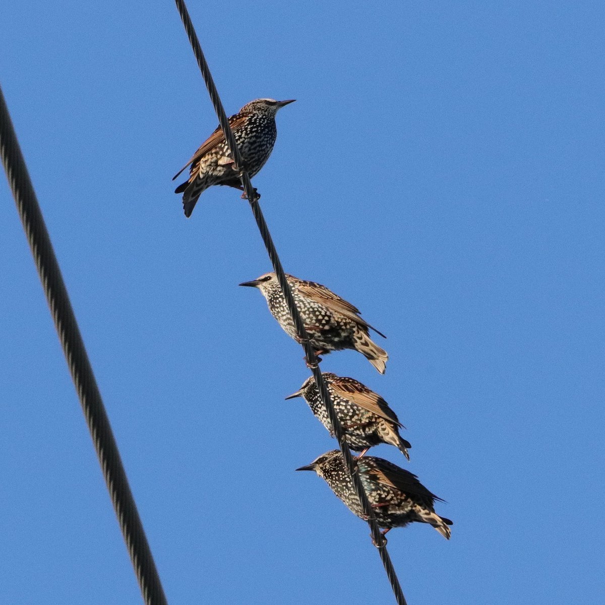 Why fit in when you were born to stand out? - Dr. Seuss
#whyfitinwhenyouwereborntostandout #whyfitin #drseuss #drseussquotes #starling #starlings #darlingstarlings #prettybird #starsintheirfeathers #birdworld #sandusky #sanduskyohio