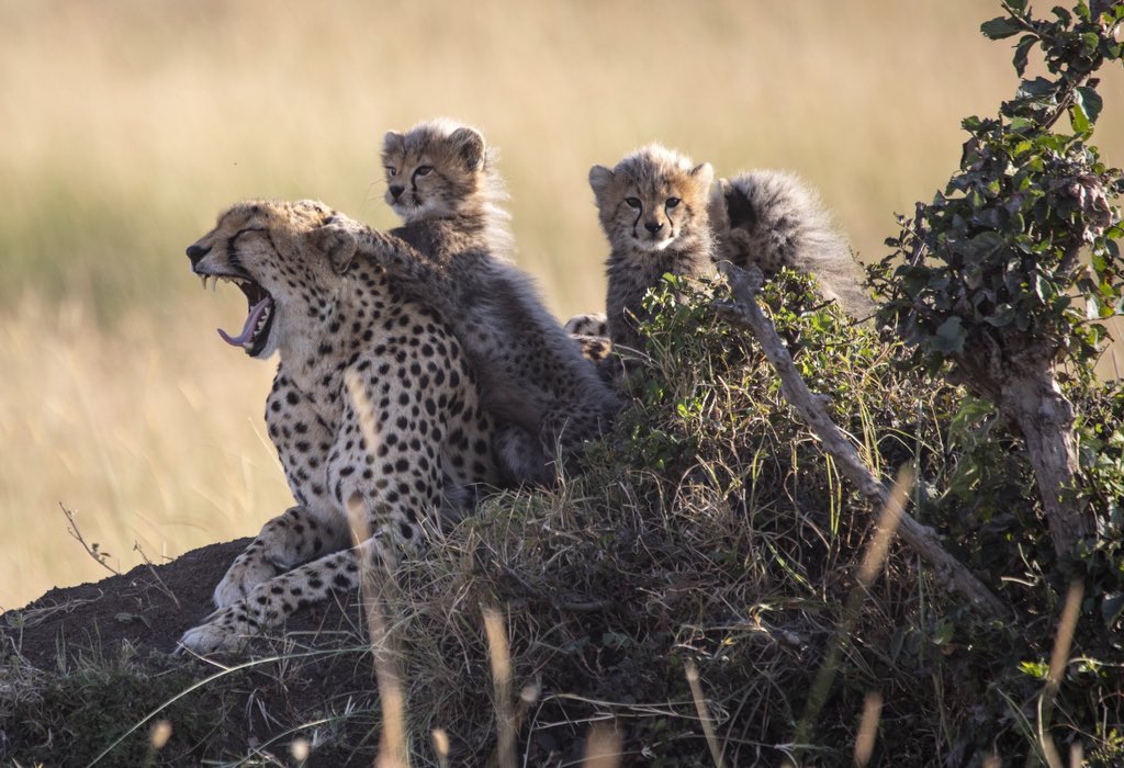 Offbeat Safaris tweet media