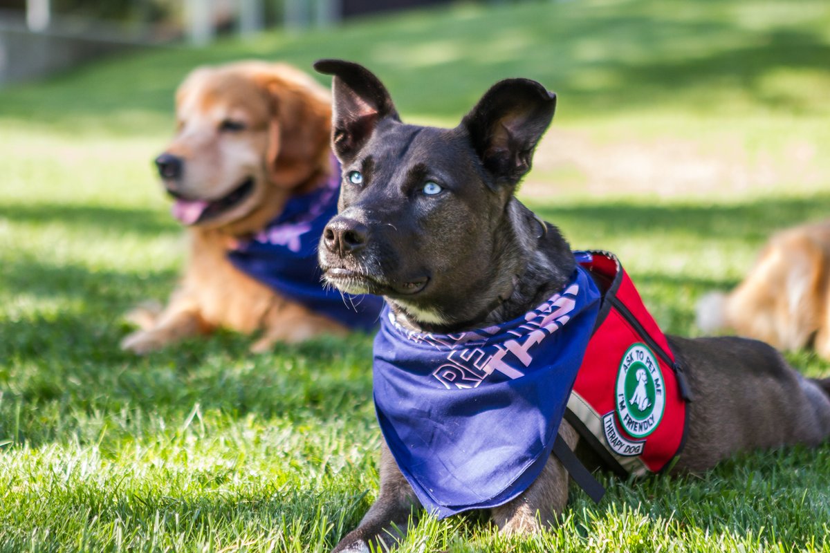BARKUBC's tweet image. As it's #UBCHomecoming today, we thought we would share some throwbacks of our B.A.R.K-homecoming photoshoot last year!

🐶: Luna, Wrigley, Forrest &amp;amp; Abby
📷: Melissa Voth McHugh 

@ubcokanagan @alumniubc @ubcostudents