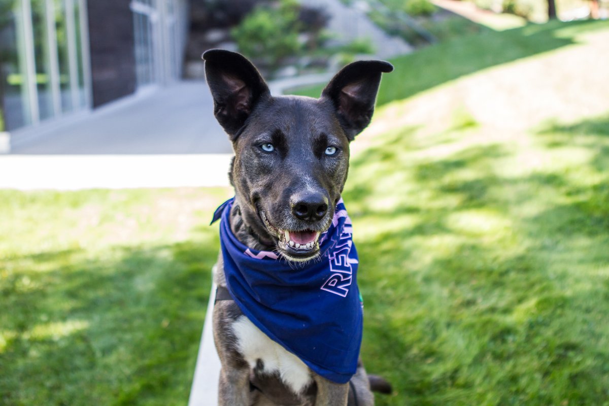 BARKUBC's tweet image. As it's #UBCHomecoming today, we thought we would share some throwbacks of our B.A.R.K-homecoming photoshoot last year!

🐶: Luna, Wrigley, Forrest &amp;amp; Abby
📷: Melissa Voth McHugh 

@ubcokanagan @alumniubc @ubcostudents