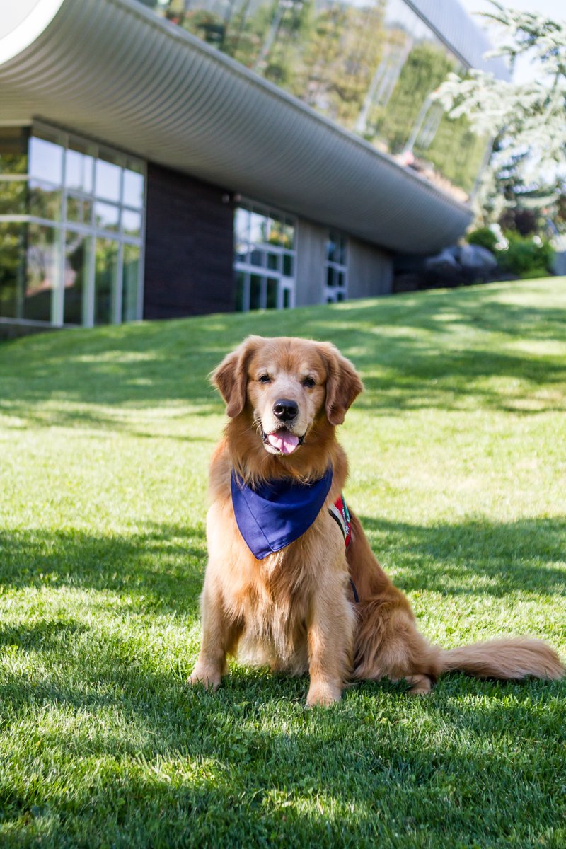 BARKUBC's tweet image. As it's #UBCHomecoming today, we thought we would share some throwbacks of our B.A.R.K-homecoming photoshoot last year!

🐶: Luna, Wrigley, Forrest &amp;amp; Abby
📷: Melissa Voth McHugh 

@ubcokanagan @alumniubc @ubcostudents