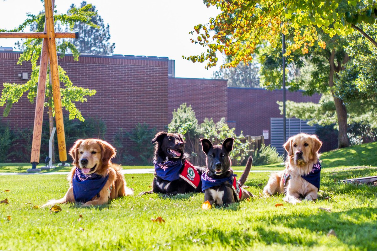 BARKUBC's tweet image. As it's #UBCHomecoming today, we thought we would share some throwbacks of our B.A.R.K-homecoming photoshoot last year!

🐶: Luna, Wrigley, Forrest &amp;amp; Abby
📷: Melissa Voth McHugh 

@ubcokanagan @alumniubc @ubcostudents