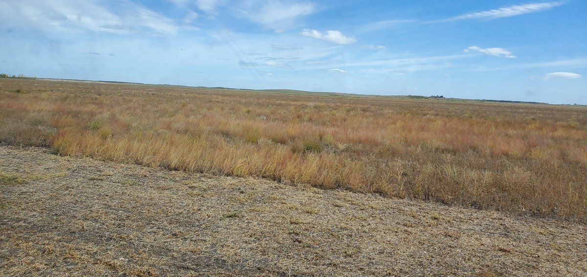 Kochia in soys.. anyone had success leaving return door open to let the seed out? 2388 combine