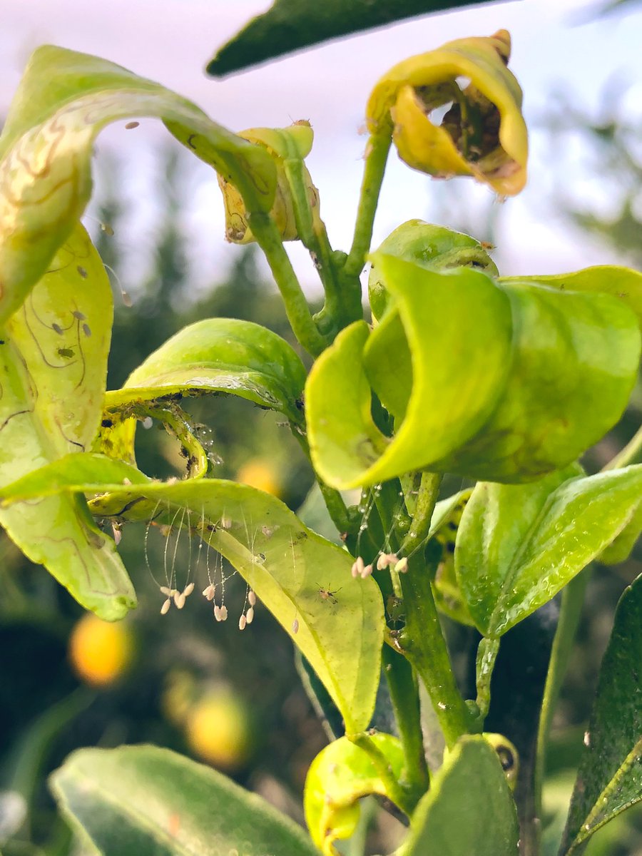 diariod1tecnico's tweet photo. Esta colonia de pulgones (A. Spiraecola) va a tener difícil sobrevivir a las larvas de Chrysoperla carnea que emergerán de esta maravillosa puesta⚠️
#controlbiologico #controlintegrado https://t.co/vJLsJ0H1uQ