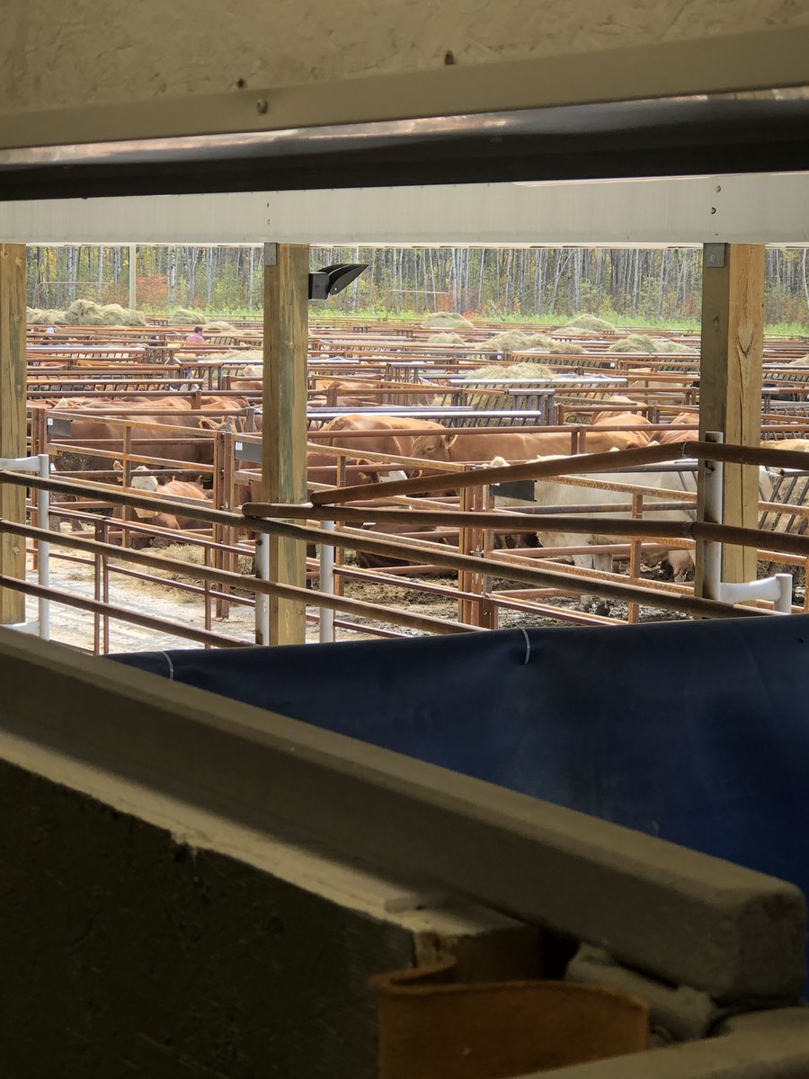 farmgirlkjb's tweet photo. I love my new office view at our new Sales Barn! Only problem - I might be easily distracted…. #strattonsalesbarn #rainyriverraised https://t.co/nWeOS2rgeG