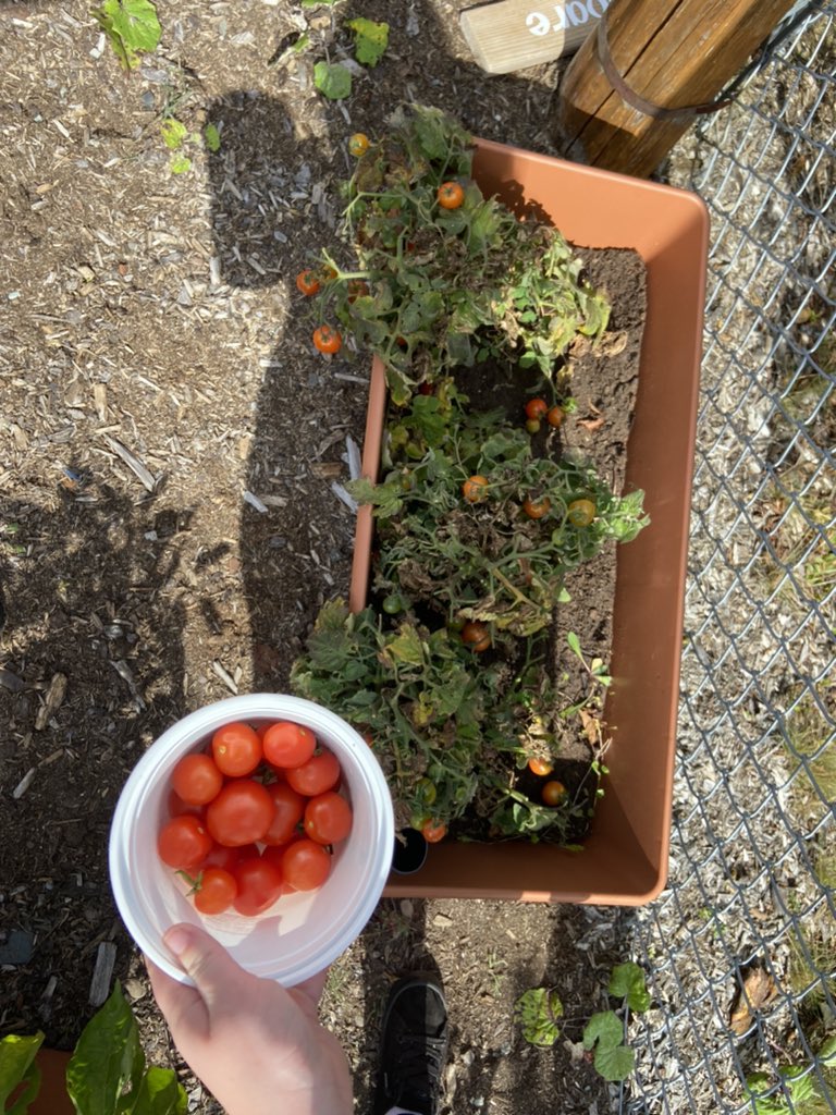 MrsRTeaches1's tweet photo. Can we grow seeds in the fall? We will certainly try - turnip, lettuce, peas and spinach. Also an excellent harvest of cherry tomatoes from the Bayview School garden. @SchoolBayview #schoolgarden https://t.co/FQ7QBz3bNJ